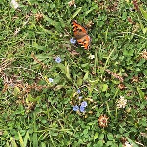 Meet your Posher, Mandi